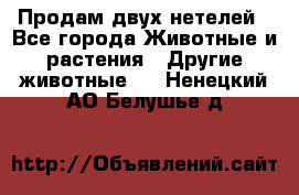 Продам двух нетелей - Все города Животные и растения » Другие животные   . Ненецкий АО,Белушье д.